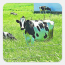 Pesquisar por vacas engraçadas adesivos Fazenda