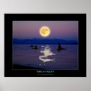 Pesquisar por cetáceos pósteres Baleias assassinas