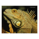 Pesquisar por iguana verde pôsteres pósteres Lagarto