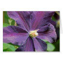 Pesquisar por clematis roxo Fotografia