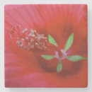 Pesquisar por hibiscus porta copos Vermelho