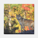 Pesquisar por lobo de madeira imas Animais selvagens