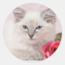 Pesquisar por bonecas de pano adesivos Ragdoll