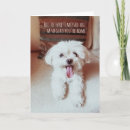 Pesquisar por lhasa apso cartoes postais Shih tzu