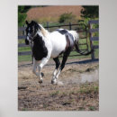 Pesquisar por pinto cavalo pôsteres pósteres Pintura