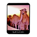 Pesquisar por camel imas Deserto