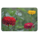 Pesquisar por zinnia imas Vermelho