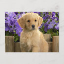 Pesquisar por labrador retriever amarelo cartoes postais Animal