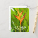 Pesquisar por heliconia cartoes postais Flor