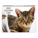 Pesquisar por gatos calendarios Humor