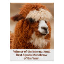 Pesquisar por alpacas pósteres Lama