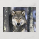 Pesquisar por caça cartoes postais Lago