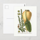 Pesquisar por beterrabas cartoes postais Para todos