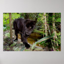 Pesquisar por posters do jardim zoológico pôsteres pósteres Animal