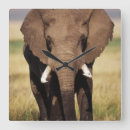 Pesquisar por elefante africano relogios de parede Imagem da cor