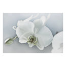 Pesquisar por orquídeas do phalaenopsis pôsteres pósteres Para ela