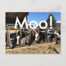 Pesquisar por moo cartoes postais Vacas