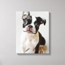 Pesquisar por terrier boston de impressão de canvas Pequeno