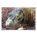 Pesquisar por dragão de komodo pôsteres pósteres Lagarto