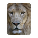 Pesquisar por de leo imas Vida selvagem