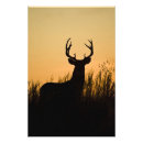 Pesquisar por odocoileus Odocoileus virginianus