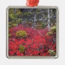 Pesquisar por mirtilo ornamentos Paisagem