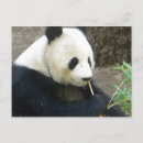 Pesquisar por panda branca preta cartoes postais Bambu