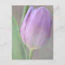 Pesquisar por tulipas cartoes postais Pastel