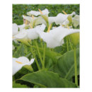 Pesquisar por lírios de calla pósteres Jardim
