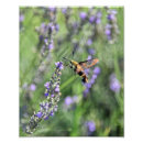 Pesquisar por colibri Roxo