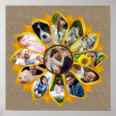 Pesquisar por sunflower pôsteres pósteres Para eles