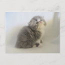 Pesquisar por gatos persas cartoes postais Elegante
