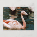 Pesquisar por flamingo cartoes postais Aves aquáticas