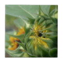 Pesquisar por girassol azulejos Natureza