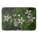 Pesquisar por branco blackberry Flor