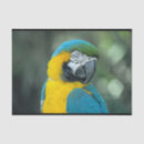 Pesquisar por macaw azul e amarelo Arara