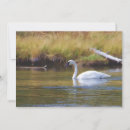 Pesquisar por cisne de trompetista Aves aquáticas