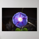 Pesquisar por natureza glória pósteres Flor