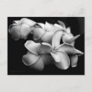 Pesquisar por plumeria cartoes postais Natureza