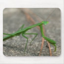 Pesquisar por louva deus eletronicos Praying