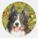 Pesquisar por border collie adesivos Animal de estimação