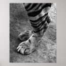 Pesquisar por tigre branco preto pôsteres pósteres Retrato