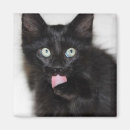 Pesquisar por olhos grandes imas Gatinho bonito