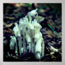 Pesquisar por mato pôsteres pósteres Para ela