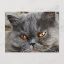 Pesquisar por gatos persas cartoes postais Fofo