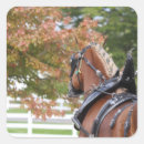 Pesquisar por belgian adesivos Cavalo