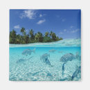 Pesquisar por maldives imas Marisco
