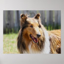 Pesquisar por collie áspero pôsteres pósteres Cão