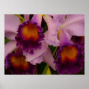 Pesquisar por cattleya pôsteres pósteres Orquídea de cattleya