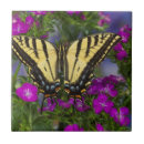 Pesquisar por roxo escuro azulejos Flor